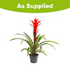 Guzmania Ostara