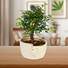 Straight Trunk Bonsai Tree in Ceramic Pot