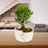 Straight Trunk Bonsai Tree in Ceramic Pot