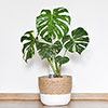 Monstera Thai Constellation Monstera Thai Constellation