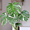 Monstera Thai Constellation Monstera Thai Constellation