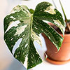 Monstera Thai Constellation Monstera Thai Constellation