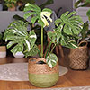 Monstera Thai Constellation Monstera Thai Constellation