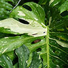 Monstera Thai Constellation Monstera Thai Constellation
