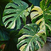 Monstera Thai Constellation Monstera Thai Constellation