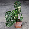 Monstera Thai Constellation Monstera Thai Constellation