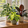 Premium Lucky Dip Houseplant Collection Premium Lucky Dip Houseplant Collection