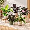 Premium Lucky Dip Houseplant Collection Premium Lucky Dip Houseplant Collection