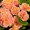 Primrose Double Pom Pom Mandarin