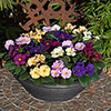 Primrose Obsidian Mixed Primrose Obsidian Mixed