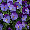 Pansy Cool Wave Violet Blue Pansy Cool Wave Violet Blue