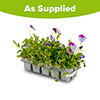 Pansy Cool Wave Violet Blue Pansy Cool Wave Violet Blue