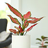 Aglaonema Red Zirkon Aglaonema Red Zirkon
