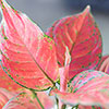 Aglaonema Red Zirkon Aglaonema Red Zirkon