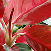 Aglaonema Red Zirkon Aglaonema Red Zirkon