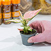 Aglaonema Red Zirkon Aglaonema Red Zirkon