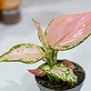 Aglaonema Red Zirkon Aglaonema Red Zirkon