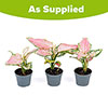 Aglaonema Red Zirkon Aglaonema Red Zirkon