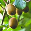 Actinidia deliciosa - Kiwi Fruit Jenny 