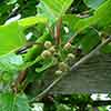 Actinidia deliciosa - Kiwi Fruit Jenny 