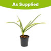 Agapanthus Black Jack