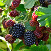 Blackberry Black Cascade  Blackberry Black Cascade
