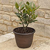 Acorn Round Planter Copper-Tone Acorn Round Planter Copper-Tone