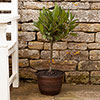 Acorn Round Planter Copper-Tone Acorn Round Planter Copper-Tone