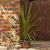Acorn Round Planter Copper-Tone Acorn Round Planter Copper-Tone