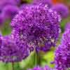 Allium aflatunense Purple Sensation Allium aflatunense Purple Sensation