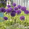 Allium aflatunense Purple Sensation Allium aflatunense Purple Sensation