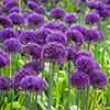 Allium aflatunense Purple Sensation Allium aflatunense Purple Sensation