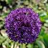 Allium aflatunense Purple Sensation Allium aflatunense Purple Sensation