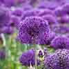 Allium aflatunense Purple Sensation Allium aflatunense Purple Sensation