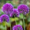 Allium Lavender Bubbles Allium Lavender Bubbles