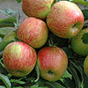 Apple Braeburn Tree