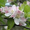 Apple Braeburn Tree