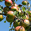 Apple Braeburn Tree