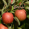 Apple Braeburn Tree