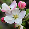 Apple Braeburn Tree