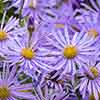 Aster frikartii Monch Aster frikartii Monch