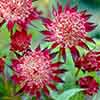 Astrantia Claret Astrantia Claret