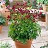 Astrantia Claret Astrantia Claret