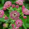 Astrantia Claret Astrantia Claret