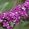 Buddleia Berries and Cream Buddleia Berries and Cream