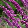 Buddleia Berries and Cream Buddleia Berries and Cream