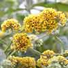 Buddleia Sungold Buddleia Sungold