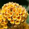 Buddleia Sungold Buddleia Sungold