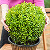 Buxus Box Ball Buxus Box Ball