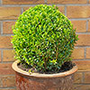 Buxus Box Ball Buxus Box Ball